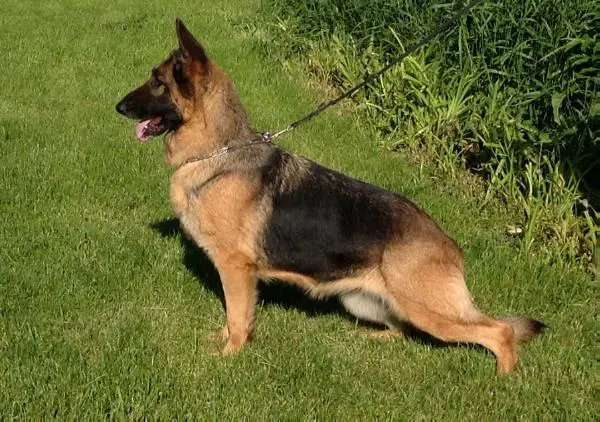 Anne-Isle's Ellie