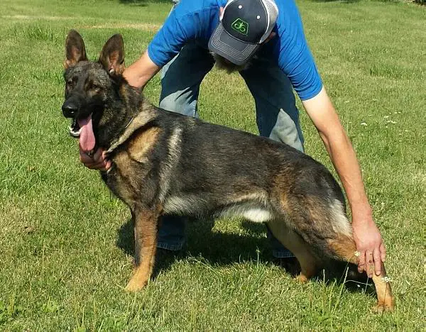 Ulfberht vom Argohof