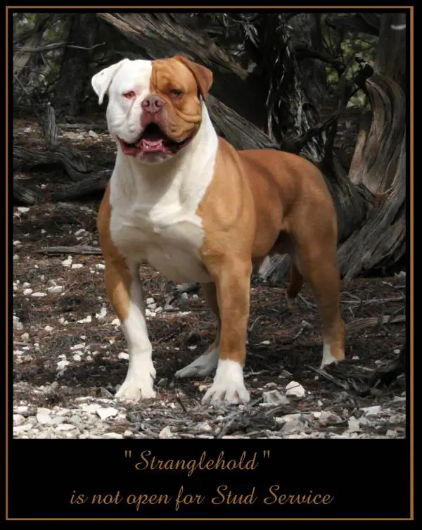 Stranglehold of Red Canyon Kennel