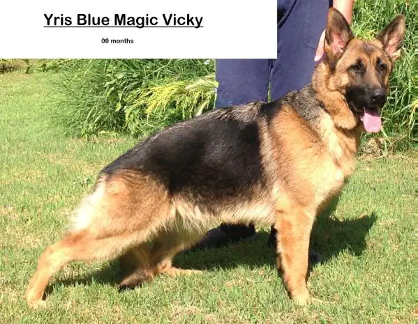 Yris Blue Magic Vicky (*)