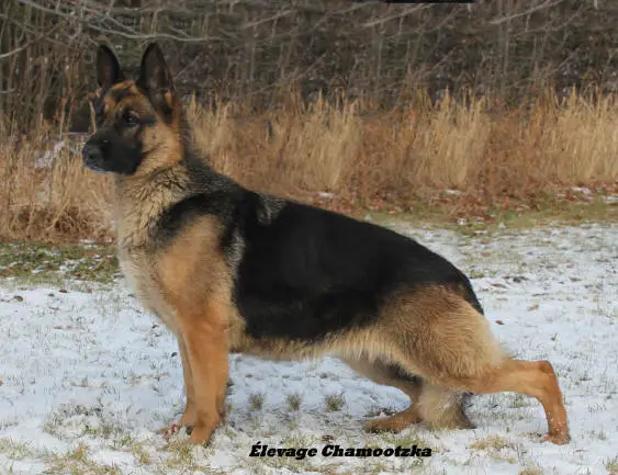 Chamootzka's Royal Highness