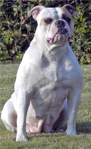 BuffaloCreek's Terra of Leist's(AmericanBulldog)