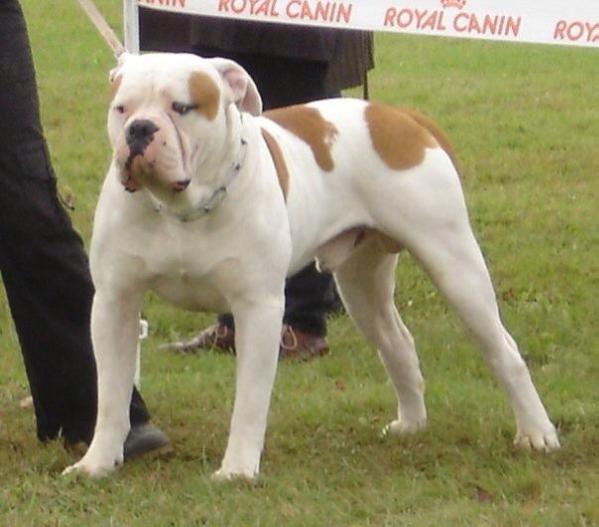 Quincy de la manoune