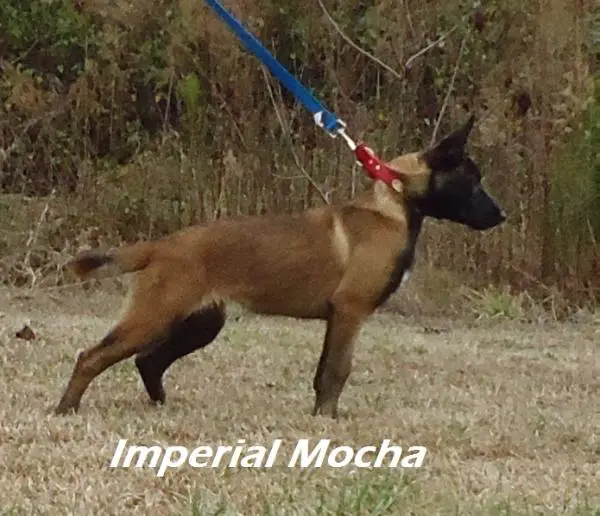 Imperial Kennels - Imperial Mocha