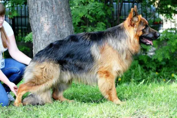 Millenium vom Safari Land