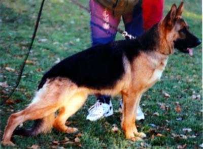 V SG88 (1997 BSZS) Palme vom Fourniermühlenbach