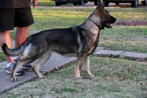 Leah Von Der Bosen Holýkova