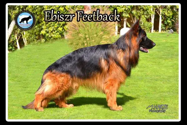 SG1 BALTIC SIEGER Ebiszr Feetback