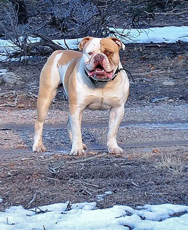 PH 46.36 ICH/NCL NEG Mwb'S hotrod