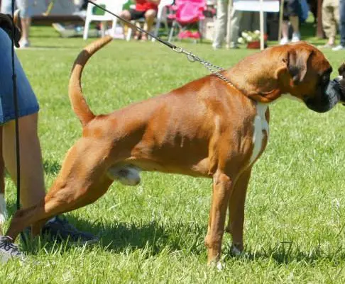 Gymnema Sylvestre Nitro
