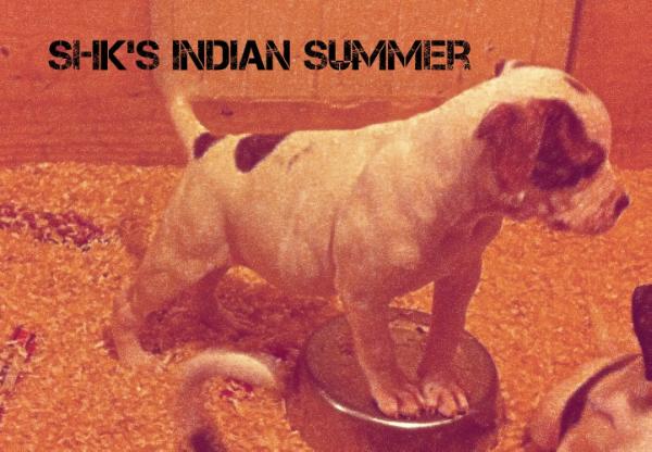 SHK's Indian Summer