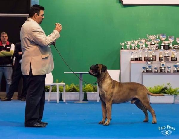 ARG GCH, INT CH High Rollers Smokin Aces