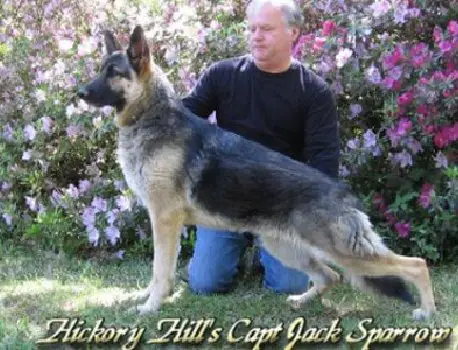 Hickory Hill's Jack Sparrow