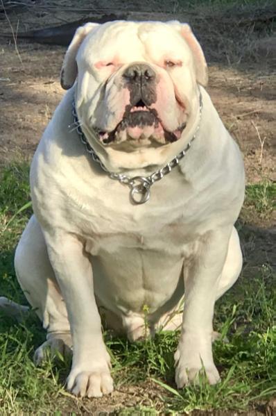 Empire'S jax