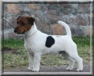 BROSING'S SUPER MARIO GALAXY