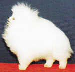 World Jyi Piin of Chiao Li Ya