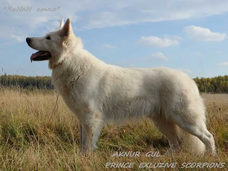 JCH,CHRUS,PNKP,CHNKP,CHRKF Aknur gul  prince exclusive scorpions