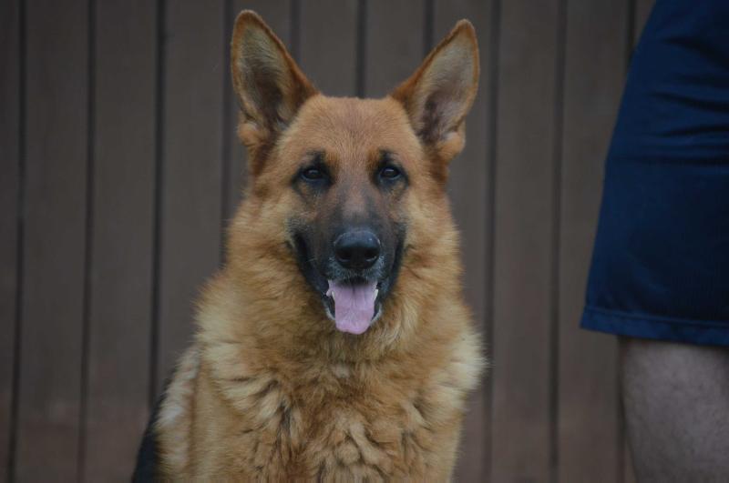 Omaco Vom Fleischerheim