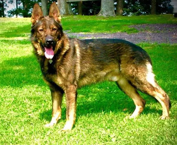 Cody Vom Spartanville