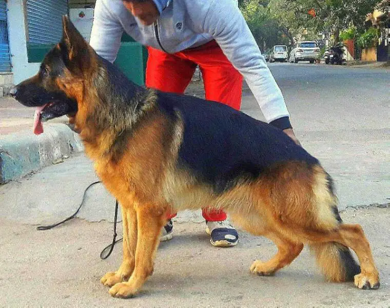 V10 ,2X SG5, 4X RCC(IND) Apple's RICO