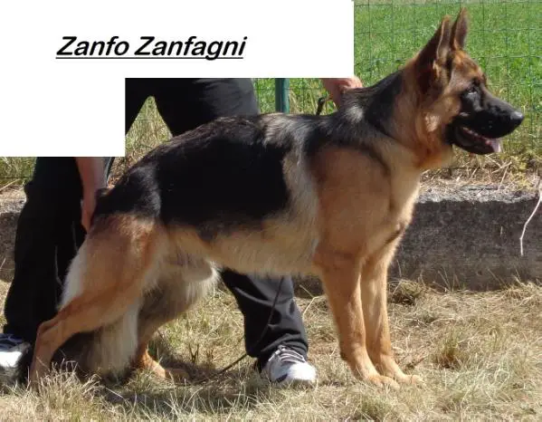 Zanfo Zanfagni (*)