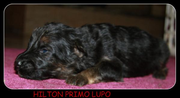 HILTON Primo Lupo