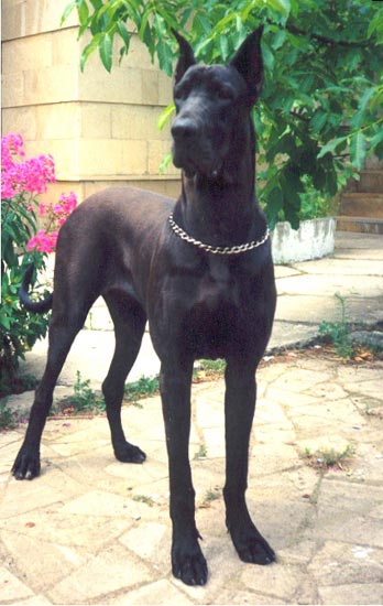 Sander-Puma-Aga-Shelf