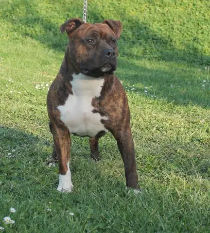 Allrobico's Ghetto Superstar