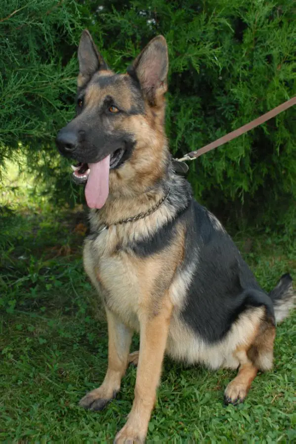 Missy vom Sparks Haus