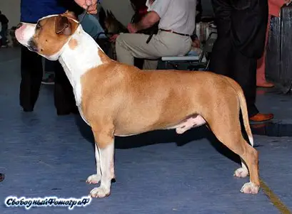 CH RUS,CACIB, BIS Bakaroro end itubory jokey