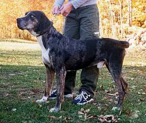 CH OF SH CHS Wolf River's Beau Blue