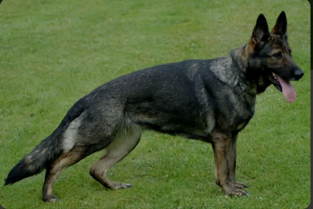 V Brandy von den Wannaer Höhen