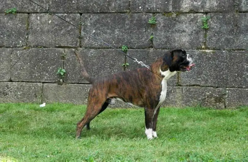 RoJCh , Club Ch, Multi CAC & CACIB , VP2 ATIBOX 2014 Wroclaw Moratzio v St. Bunko