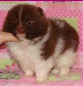 Finch´s Alepoms Chocolate Boy