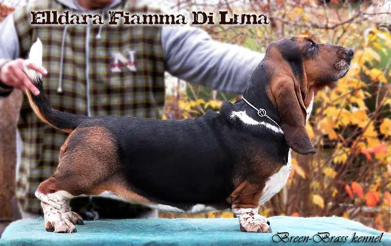 BOB, CAC, R.CACIB, R.CAC Elldara Fiamma Di Luna BREENBRASS