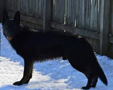 Yogi Baron Vondellahaus