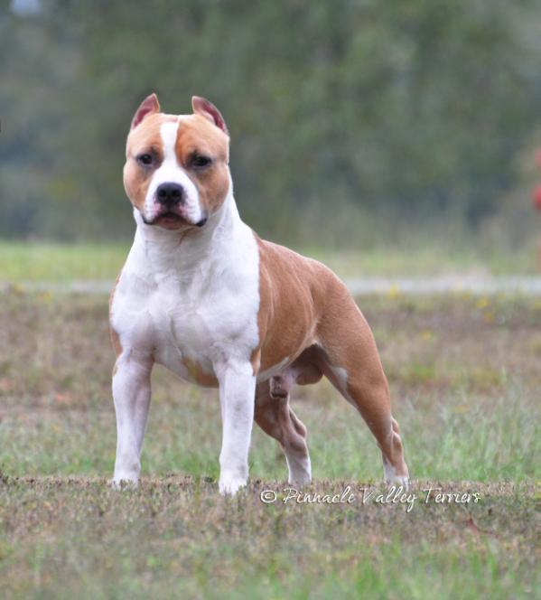 GCH, CH Pinnacle's Benmars Future Daydreamer