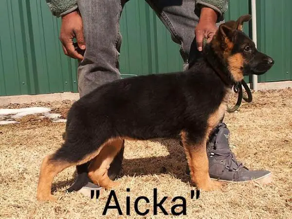 Aieka Vom Traumhektar