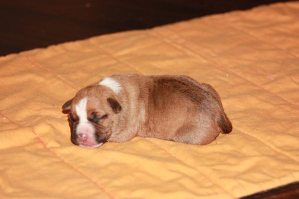 Cyklon of Fianna Team