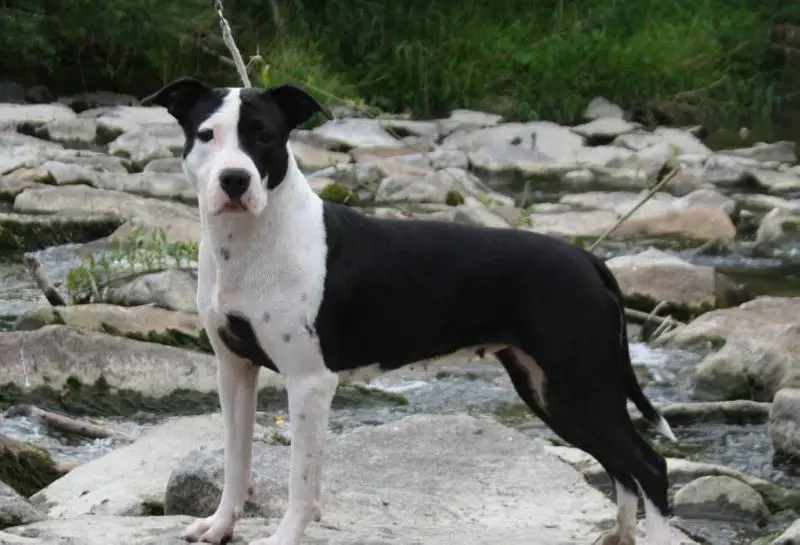 Blue Rock Glamorous Coco Chanel