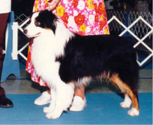 AKC ASCA CH. Briarbrooks Night Flight