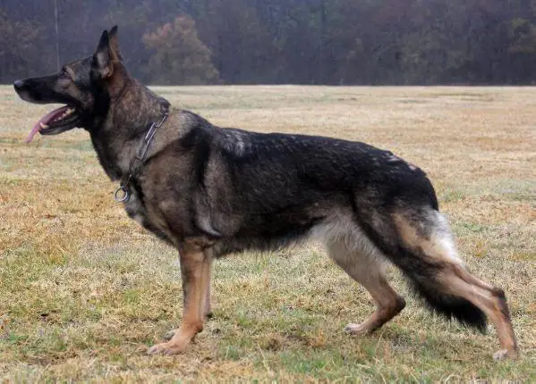 G Ute vom Schrebergarten