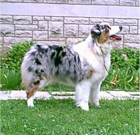 AKC CH Briarbrook's Material Girl