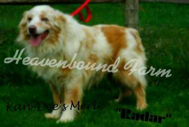 Kan-Dee's Merle