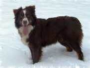 Richards Chiquita Banana