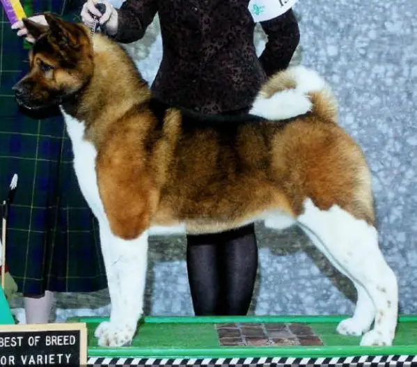 AKC GCH Subarashii's Don't Tread On Me At Kuroi Kao