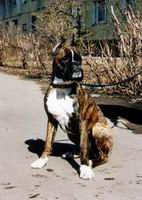 LAIZA IS KUNTSEVSKOGO DVORIKA