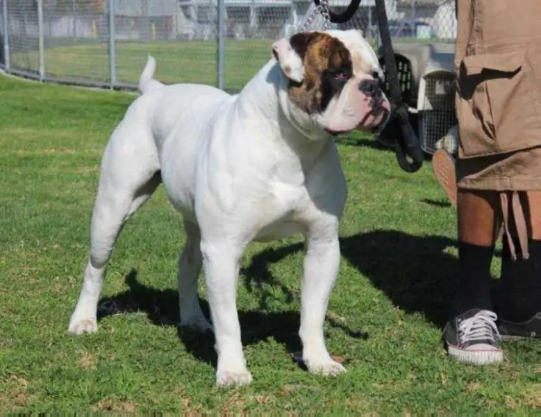 2016 ABA Show Dog of the Year/ ABA CH. DogPound’s Spanky of OAB