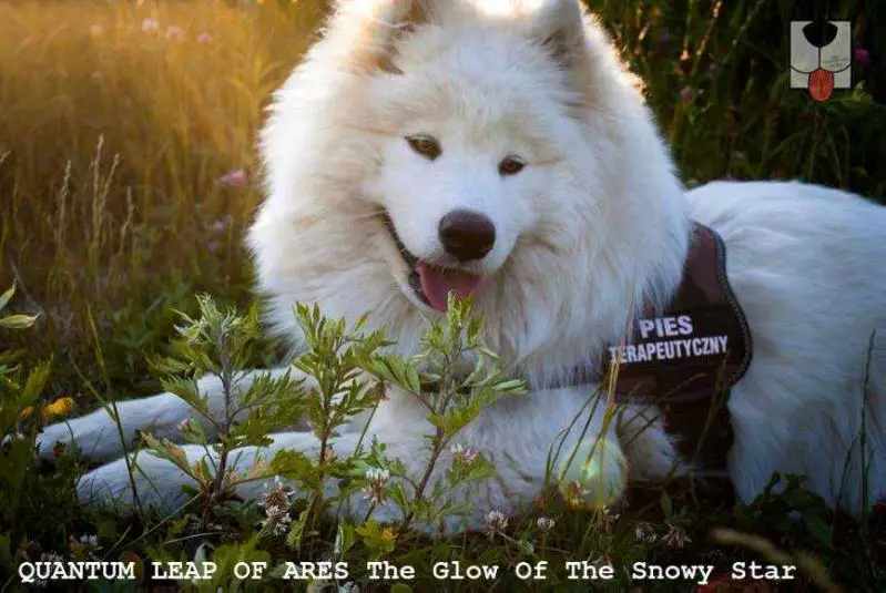 THERAPY DOG QUANTUM LEAP OF ARES The Glow Of The Snowy Star