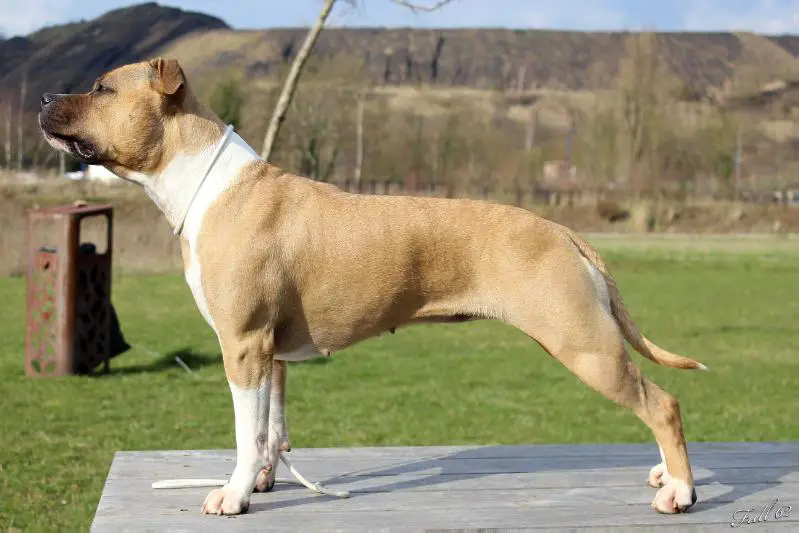 Intensity of light De La Maison D'Este